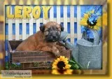 Leroy Male Soft Coated Wheaten Terrier