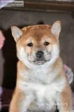 Judy Female ACA Shiba Inu