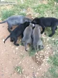 Pit puppies