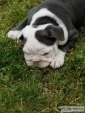 Beautiful English bulldog puppies