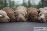 Mini Goldendoodle Pups