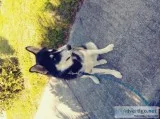 Siberian Husky