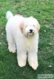 Bailey Female F1B Mini Bernedoodle