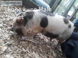 Unregistered kune kune piglet