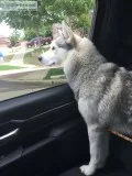 Siberian Husky