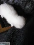 Persian kittens