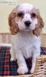 Cockalier Spaniel