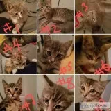 Free kittens 9 weeks