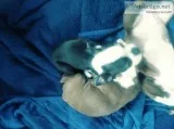 Bostan Terrier puppy s for sale