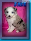 Jake Male Miniature Australian Shepherd