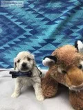 Cockapoo puppies