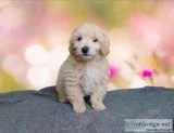 Madden will steal your heart Bichapoo 3108L