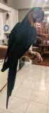 My Blue and Gold macaw