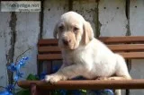 Rover Male Labrador Retriever