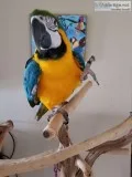 Beautiful Blue and Gold macaw for sale