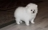 Pomeranian puppies healthy FM for sale