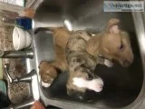 Chihuhas puppy