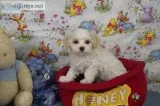 Mother s Day Special On 2 Maltipoo Boys