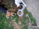 A terria pup for sale