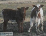 SHORTHORN