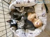 10-Kittens to good home