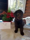 Labradoodle puppies