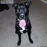 Free to good home boxerlab