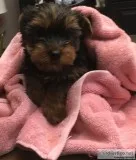 AKC Yorkie Terrie