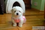 potty trained Beautiful little maltese pups