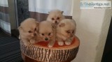 Gorgeous Teacup Pom Dogs