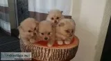 Fantastic Teacup Pomeranian Pups