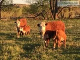 11 Hereford cow calf pairs