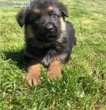 Purebred German Shepherds for Sale