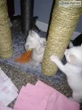 Flame point siameselynx point siamese kittens