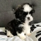 Shih tzu puppy