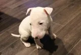 Cut Home Raised Bull Terrier