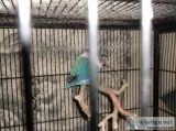 Breeding pair of lovebirds