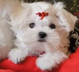 Maltese Puppy Female