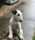 Good Tussl Bull Terrier