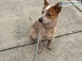 Free purebred red heeler