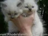 RAGDOLL KITTENS
