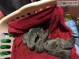 Blue AKC Great Dane puppies for sale