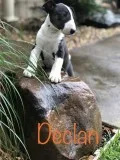 Nicely Marked Bull Terrier