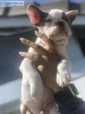 French bulldog puppies