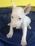 English Bull Terrier