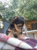 Cute  Yorkie  puppies  for  adoption