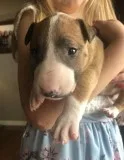 Smut Male AKC Bull Terrier
