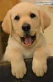 Yellow Labradors