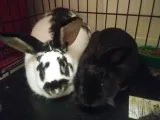 2 rabbits to good home
