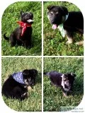 German Shepherd puppies